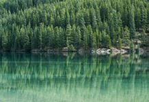 Deforestation: Where is the world losing the most?
