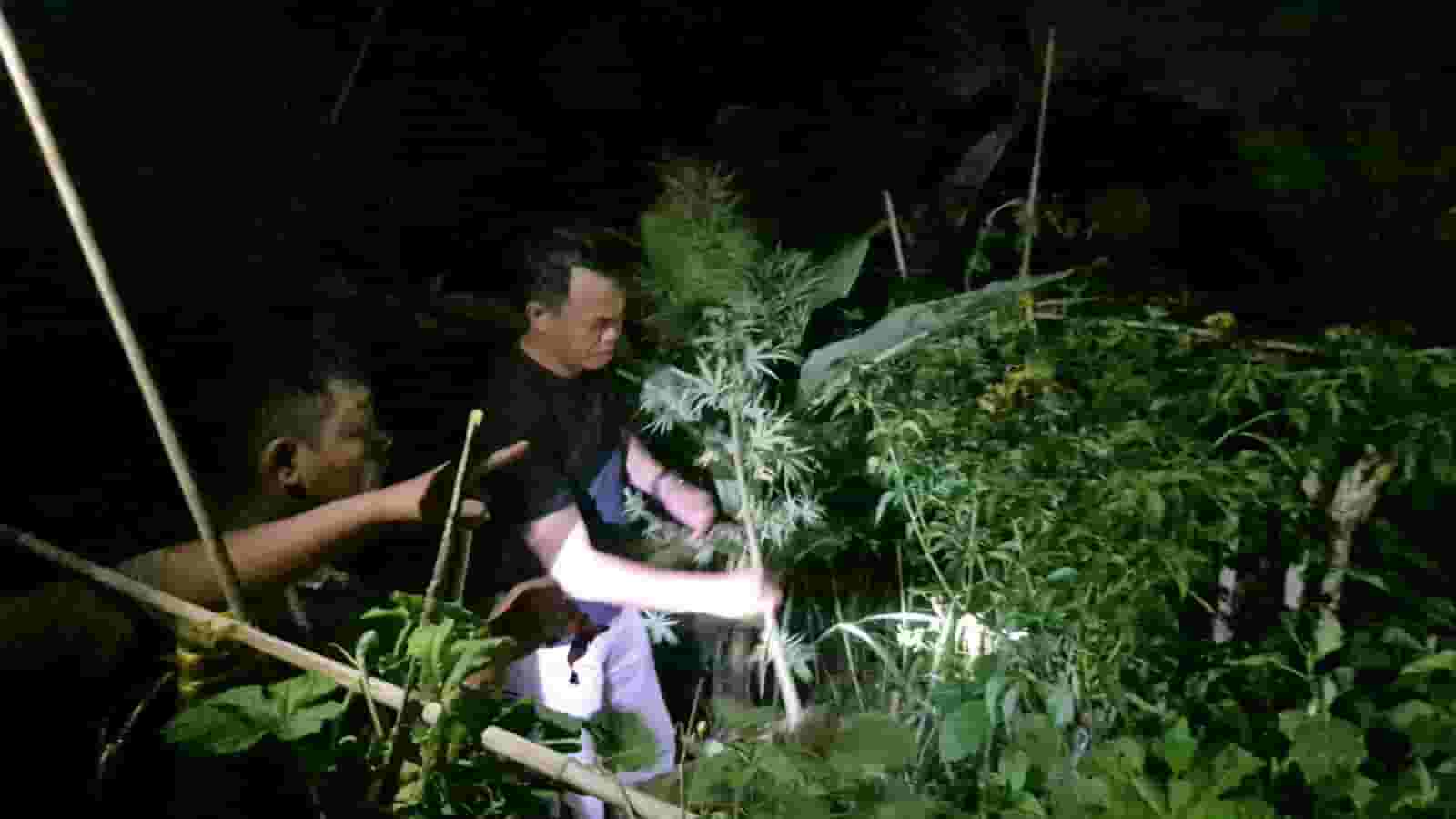Tanam Ganja di Balik Tembok, Pria di Tanjung Morawa Diciduk Polisi! 40 Batang Setinggi 2 Meter Disita