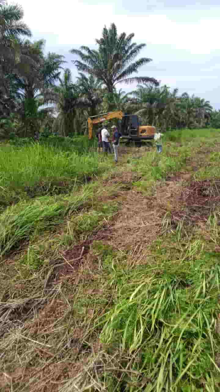 Program Ketahanan Pangan Prabowo Terancam di Labuhanbatu, Ribuan Pohon Sawit Warga Dibabat Alat Berat