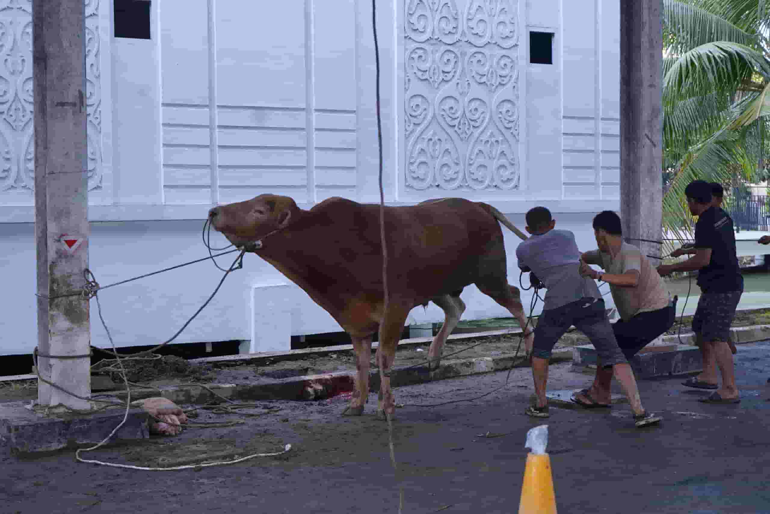 IDUL ADHA 1447 H, KEJAKSAAN TINGGI SUMATERA UTARA SEMBELIH 13 EKOR SAPI DAN 2 EKOR KAMBING