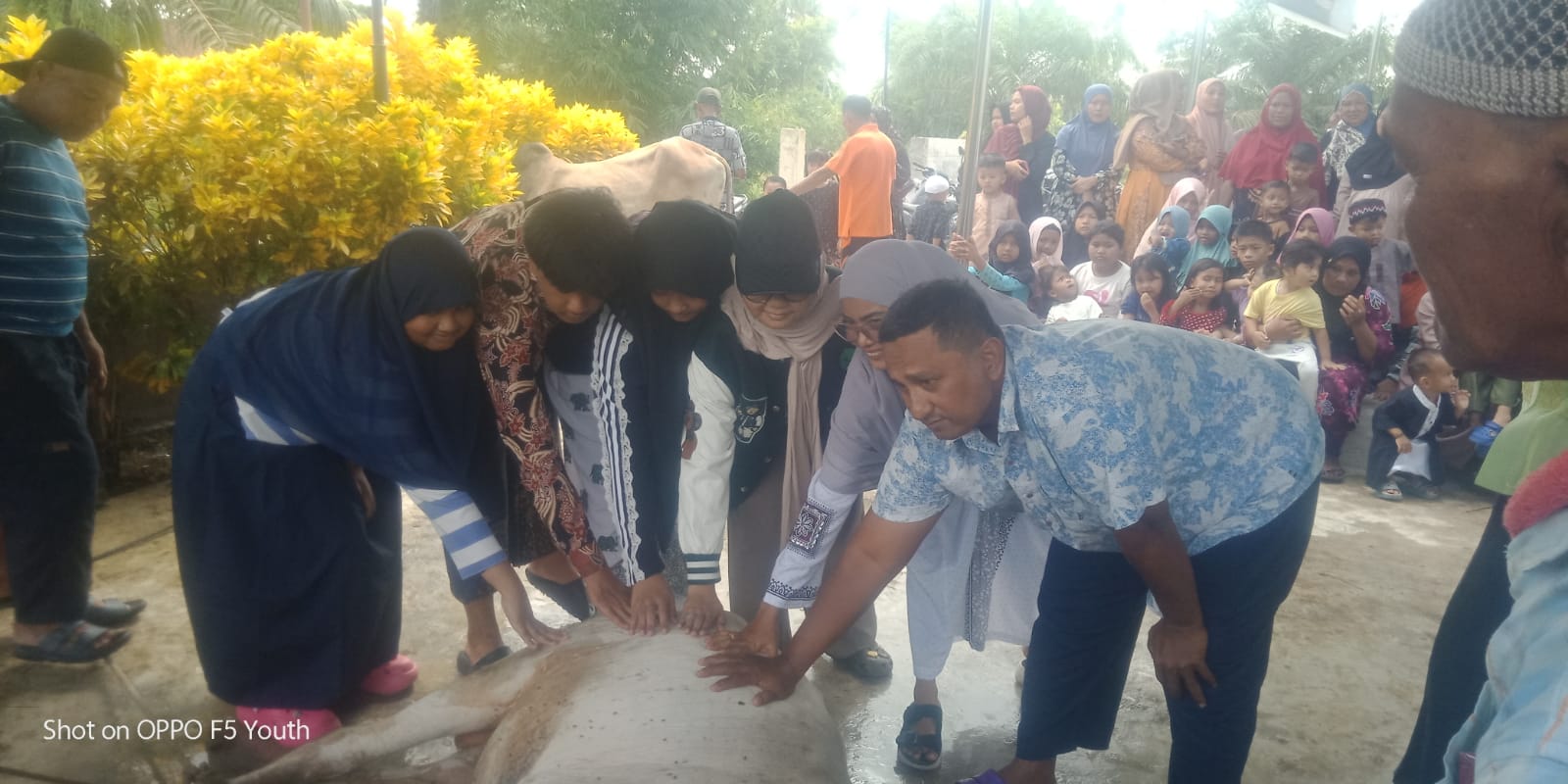 Musholla Nurul Jalal Sembelih 2 Ekor Lembu Kurban di Halaman Musholla
